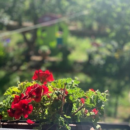 Apartman Dalija Vinkuran Exteriér fotografie