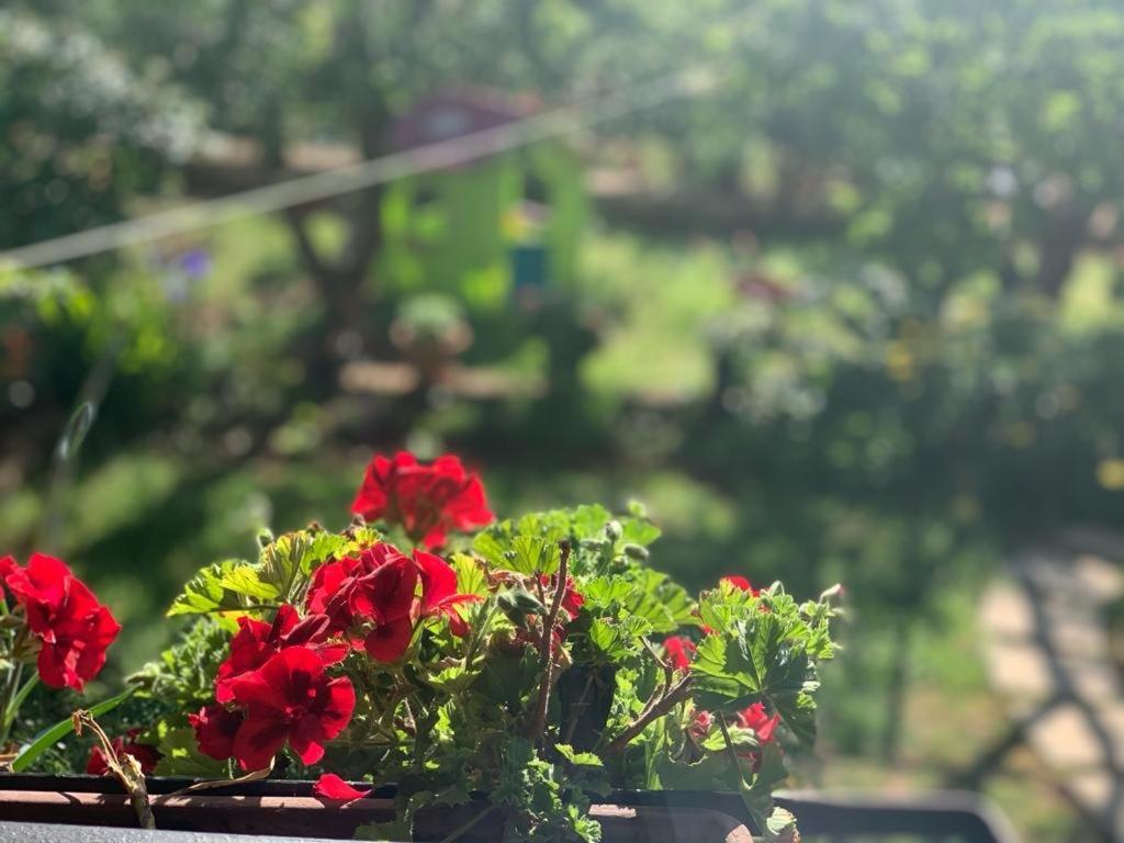 Apartman Dalija Vinkuran Exteriér fotografie